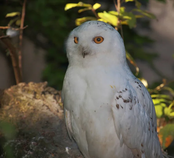 Schnee Eule Snowy Owl Bubo Scandiacus — Stok Foto
