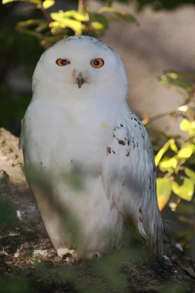 Schnee Eule Snowy Owl Bubo Scandiacus — Foto de Stock