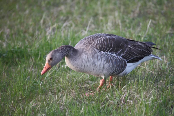 Graugans Greylag Goose Anser Anser — Stock Photo, Image