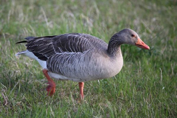 Graugans Ganso Greylag Anser Anser — Fotografia de Stock