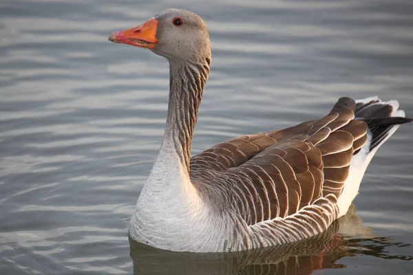 Graugans / Greylag kaz / Anser anser
