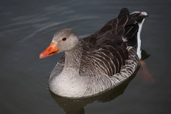 Graugans Greylag Goose Anser Anser — Foto Stock
