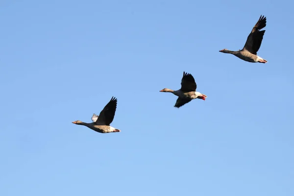 Graugans Ganso Greylag Anser Anser — Fotografia de Stock