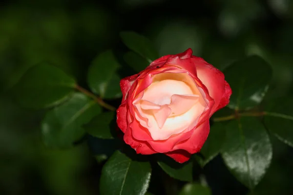 Rote Rose Red Rose Rosa — Fotografia de Stock