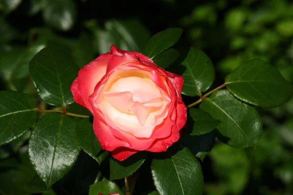 Rote Rose Red Rose Rosa — Stock fotografie