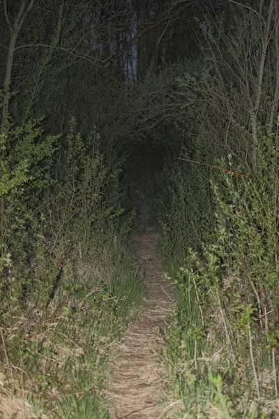 Landschaft Bayern Wald Krajobraz Bawarii Las — Zdjęcie stockowe