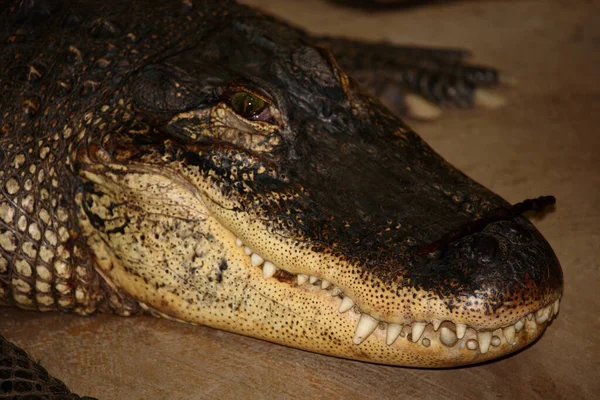 stock image Mississippi-Alligator oder Hechtalligator / American alligator / Alligator mississippiensis