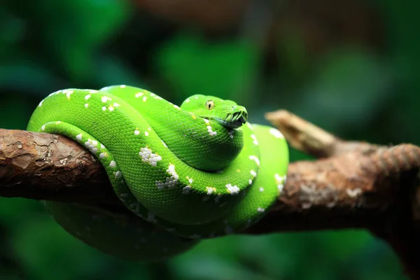 Gruener Baumpython 緑の木Python Morelia Viridis — ストック写真