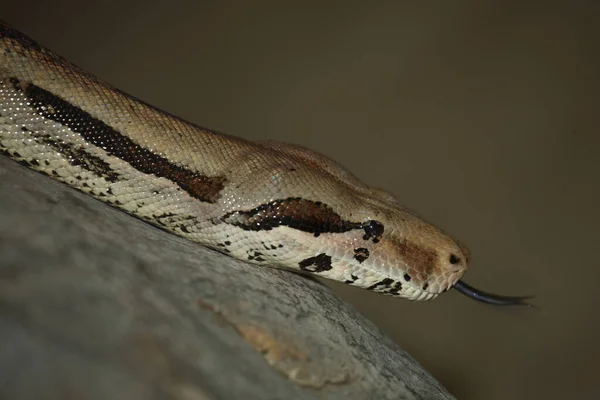 Dunkler Tigerpython Pitone Birmano Python Molurus Bivittatus — Foto Stock