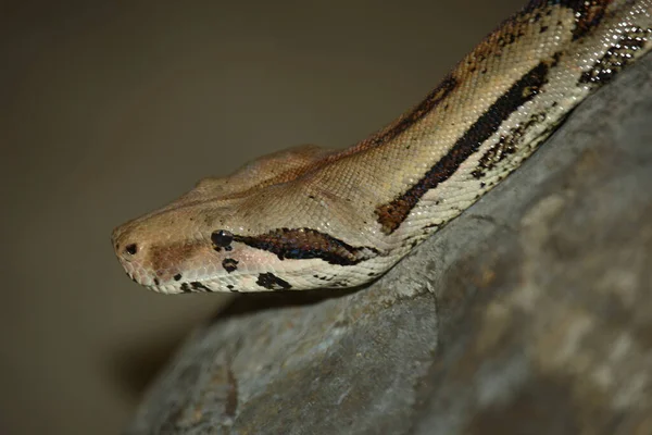 Dunkler Tigerpython Birmese Python Python Molurus Bivittatus — Stockfoto