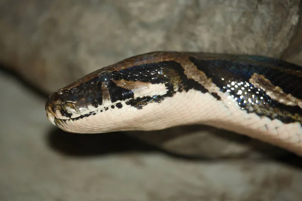 Dunkler Tigerpython Burman Python Python Molurus Bivitatus — ストック写真