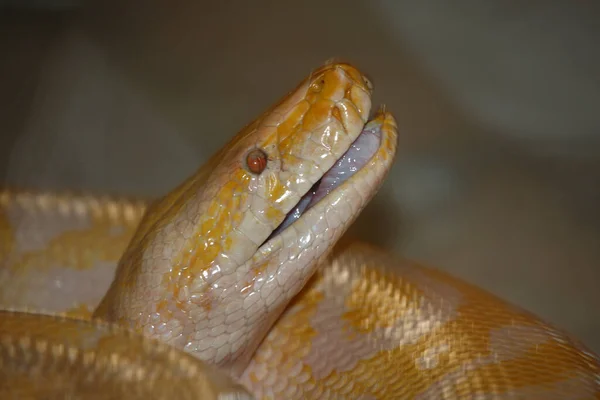 Dunkler Tigrispiton Burmai Piton Python Molurus Bivittatus — Stock Fotó