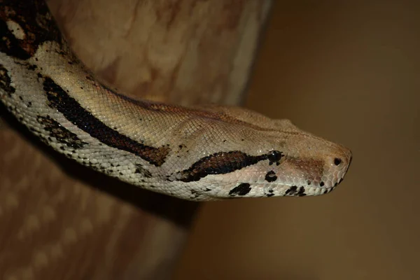 Dunkler Tigerpython Barmská Python Python Molurus Bivittatus — Stock fotografie