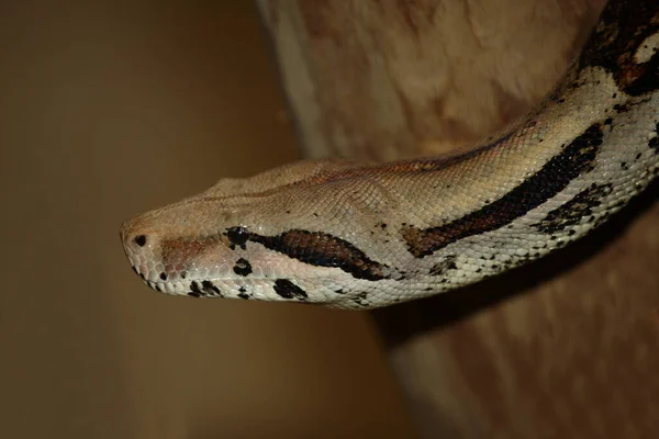 Dunkler Tigrispiton Burmai Piton Python Molurus Bivittatus — Stock Fotó