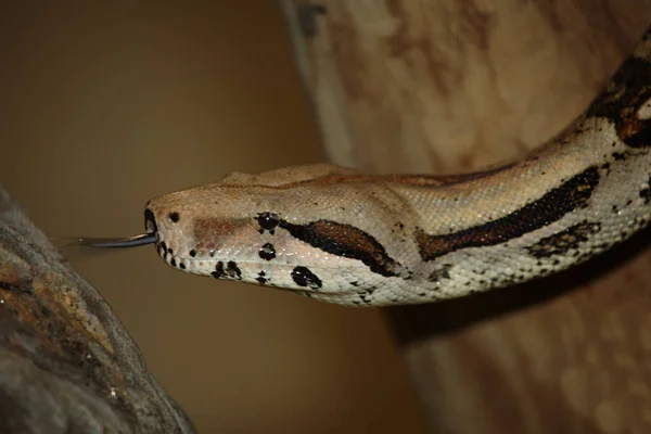 Dunkler Tigerpython Birmański Pyton Python Molurus Bivittatus — Zdjęcie stockowe
