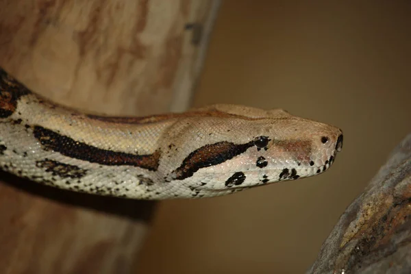 Dunkler Tigerpython Birmese Python Python Molurus Bivittatus — Stockfoto