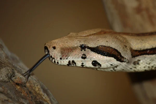 Dunkler Tigerpython Burmese Python Python Molurus Bivittatus — стокове фото