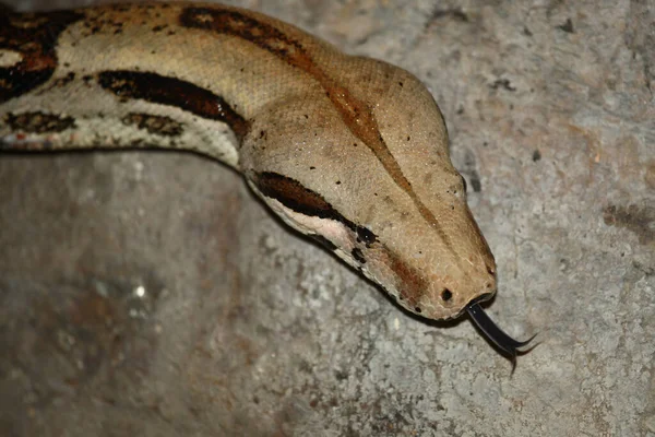 Dunkler Tigerpython Burmese Python Python Molurus Bivittatus — Stock Photo, Image