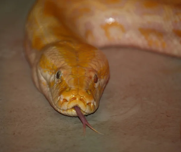 Дюнкерк Бирманский Питон Python Molurus Bivittatus — стоковое фото