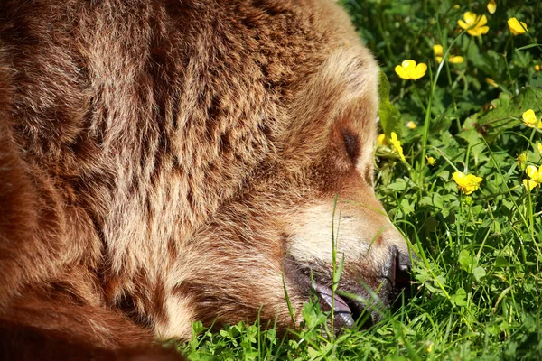 Europaeischer Braunbaer European Brown Bear Ursus Arctos Arctos — Stock Photo, Image