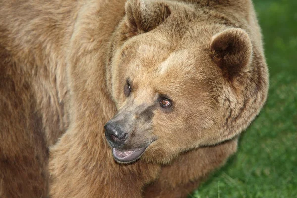 Europaeischer Braunbaer European Brown Bear Ursus Arctos Arctos — Stock Photo, Image