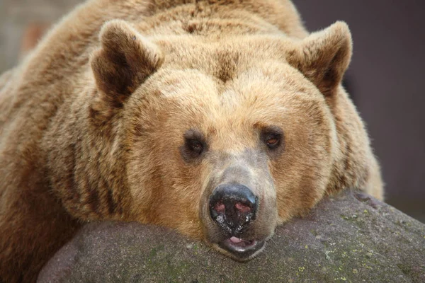 Europaeischer Braunbaer European Brown Bear Ursus Arctos Arctos — 스톡 사진