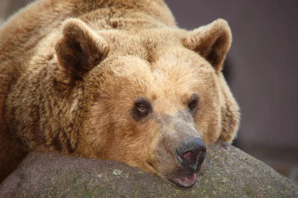Europaeischer Braunbaer European Brown Bear Ursus Arctos Arctos — 图库照片