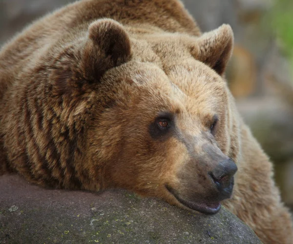 Europaeischer Braunbaer Европейский Бурый Медведь Ursus Arctos — стоковое фото