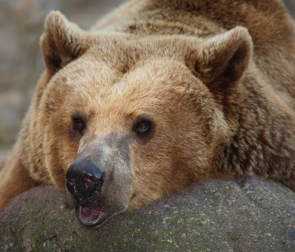 Europaeischer Braunbaer Europeisk Brunbjörn Ursus Arctos Arctos — Stockfoto