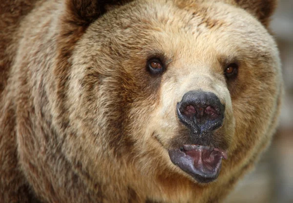 Europaeischer Braunbaer Europeisk Brunbjörn Ursus Arctos Arctos — Stockfoto