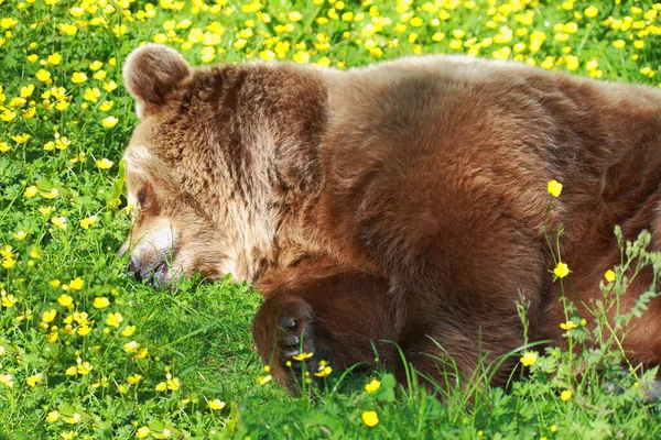 Europaeischer Braunbaer / Avrupa kahverengi ayısı / Ursus arctos arctos