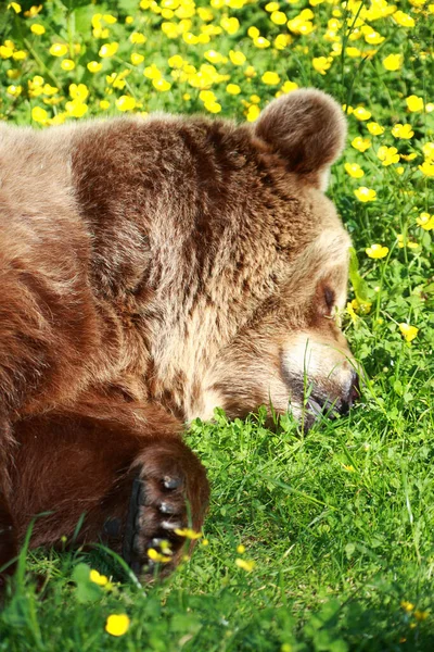 Europaeischer Braunbaer European Brown Bear Ursus Arctos Arctos — стокове фото