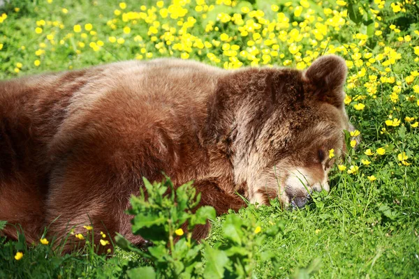Europaeischer Braunbaer European Brown Bear Ursus Arctos Arctos — 图库照片