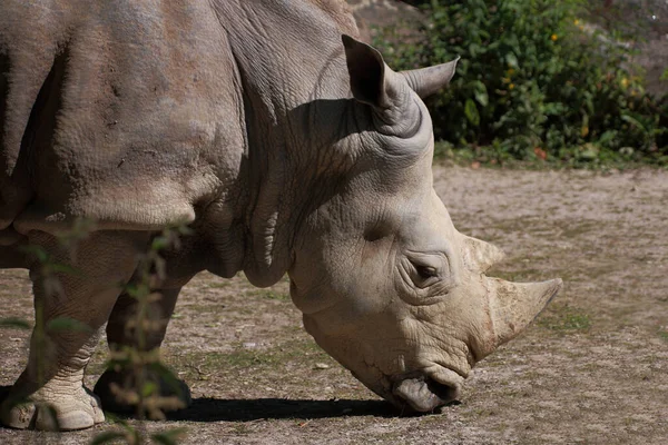 Breitmaulnashorn Square Lipped Rhinoceros Ceratotherium Simum — Photo
