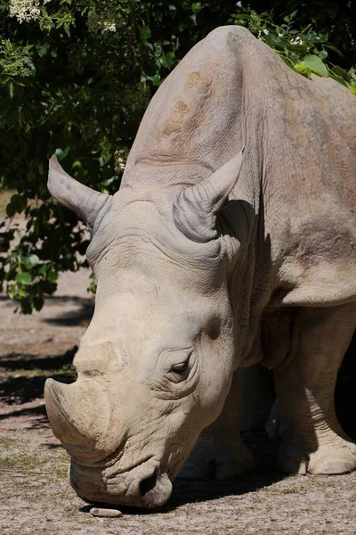 Breitmaulnashorn Square Lipped Rhinoceros Ceratotherium Simum — Stock Fotó