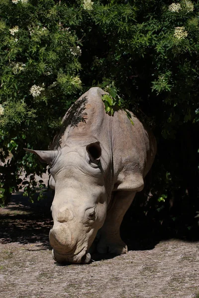 Breitmaulnashorn Square Lipped Rhinoceros Ceratotherium Simum — стокове фото