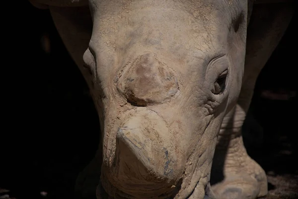 Квадратные Носороги Ceratotherium Simum — стоковое фото