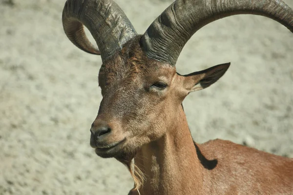 Daghestanischer Tur Tur Caucásico Oriental Capra Ibex Cylindricornis —  Fotos de Stock