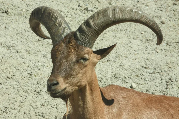Daghestanischer Tur Tur Caucasiano Oriental Capra Ibex Cylindricornis — Fotografia de Stock