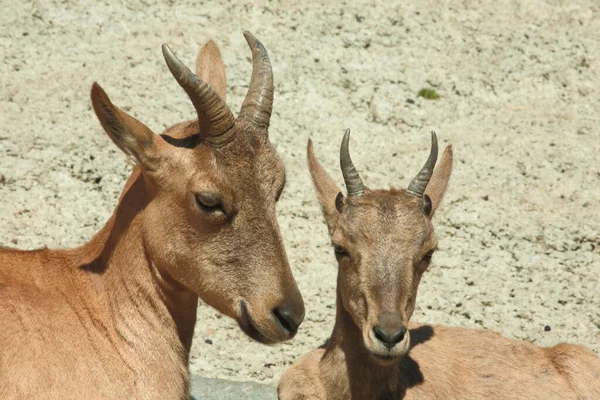 Daghestanischer Tur East Caucasian Tur Capra Ibex Cylindricornis — Stock fotografie