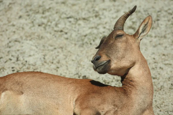 Daghestanischer Tur Östkaukasisk Tur Capra Ibex Cylindricornis — Stockfoto