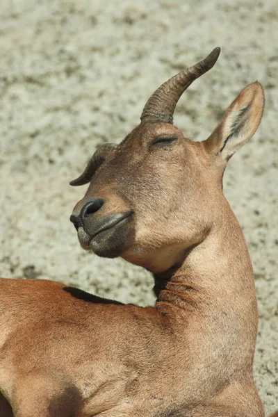 Daghestanischer Tur East Caucasian Tur Capra Ibex Cylindricornis — Φωτογραφία Αρχείου