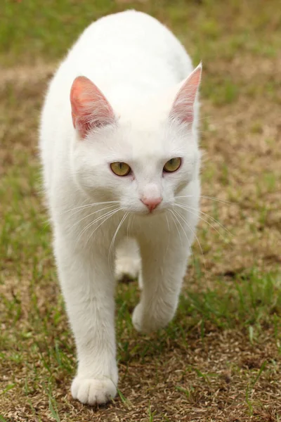 Hauskatze Domestic Cat Felis Domestica — Foto Stock