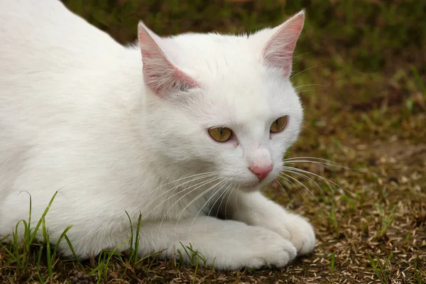 Hauskatze Domestic Cat Felis Domestica — Φωτογραφία Αρχείου