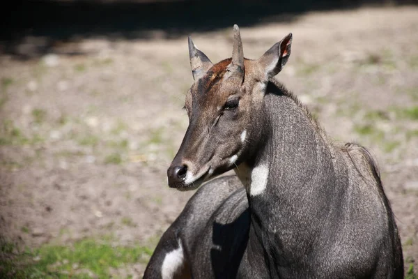 Nilgauantilope Nilgai Antelope Boselaphus Tragocamelus — ストック写真