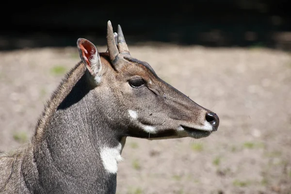 Nilgauantilope Nilgai Antelope Boselaphus Tragocamelus — Photo
