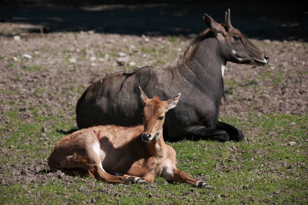 stock image Nilgauantilope / Nilgai antelope / Boselaphus tragocamelus