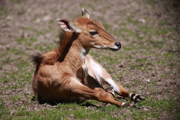 Nilgauantilope Nilgai Antelope Boselaphus Tragocamelus — Photo