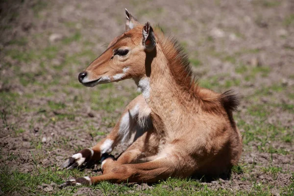 Nilgauantilope Nilgai Antelope Boselaphus Tragocamelus — Fotografia de Stock