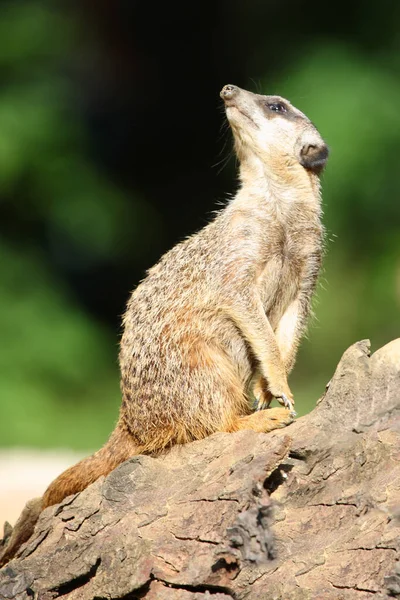 stock image Erdmaennchen / Suricate or Meerkat / Suricata suricatta